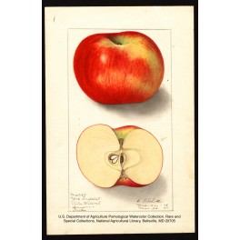 York Imperial Apple