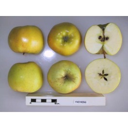 Freyberg Apple