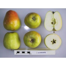 Glockenapfel Apple