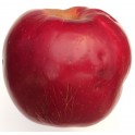 Hanners Jumbo Apple
