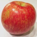 Honeycrisp Apple