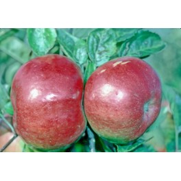 Idared Apple