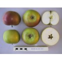 King Edward VII Apple