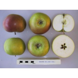 King Edward VII Apple