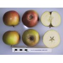 Dutch Mignonne Apple