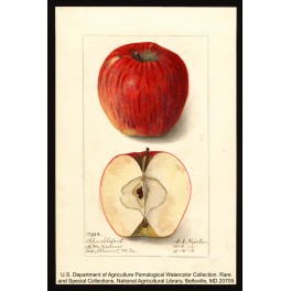 Shackleford Apple