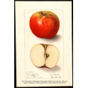 Sierra Beauty Apple