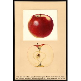 Turley Winesap Apple