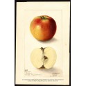 Olympia Apple