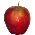 Norland Apple