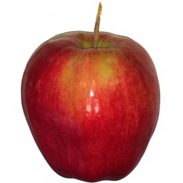 Norland Apple