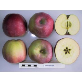 Northern Spy Apple