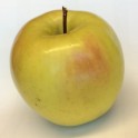 Golden Supreme Apple