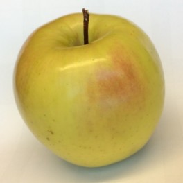 Golden Supreme Apple