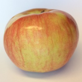 Wynoochee Early Apple