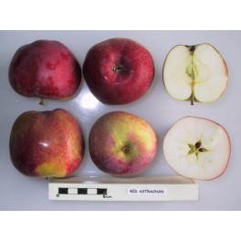 Red Astrachan Apple