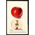 Arkansas Beauty Apple