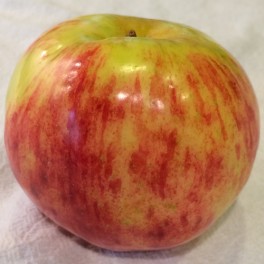 Gravenstein Apple