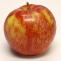 Jonagold Apple