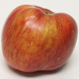 King (Tompkins) Apple