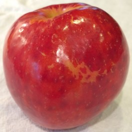 Red Gravenstein Apple