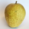 Hudson's Golden Gem Apple
