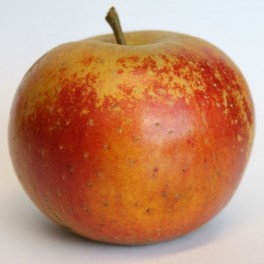 Ashmead's Kernel Apple