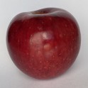 Slemp Limbertwig Apple