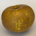 Pomme Gris Apple
