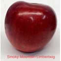 Smoky Mountain Limbertwig Apple