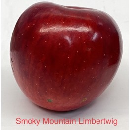 Smoky Mountain Limbertwig Apple