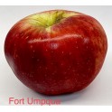 Fort Umpqua Apple