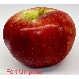 Fort Umpqua Apple