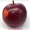 Cinnamon Spice Apple