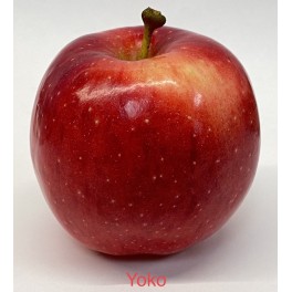 Yoko Apple