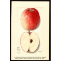 Dickinson Apple