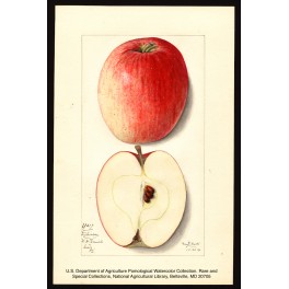 Dickinson Apple