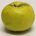 Calville Blanc d'Hiver Apple