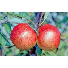 Elstar Apple