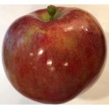 McShay Apple