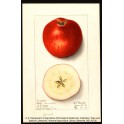 Esopus Spitzenberg Apple