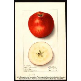 Esopus Spitzenberg Apple